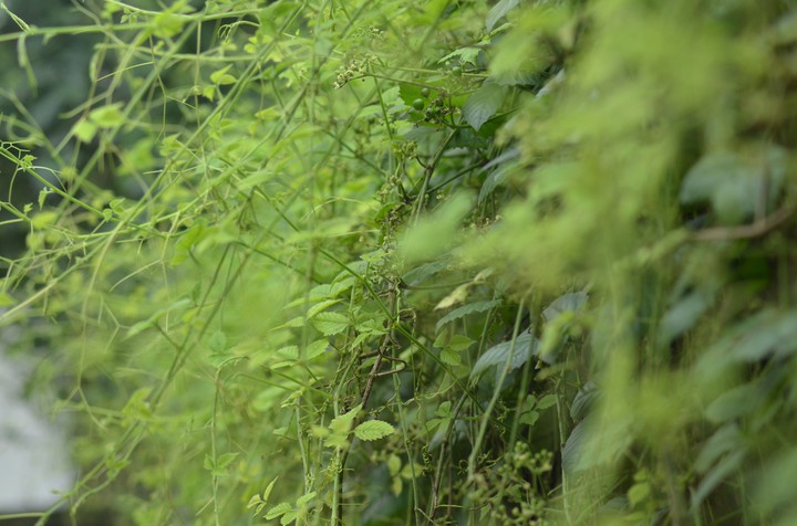 green bush