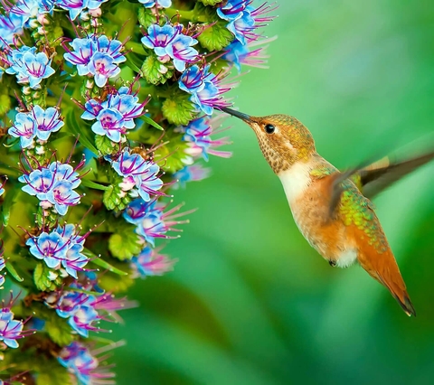 Bird
