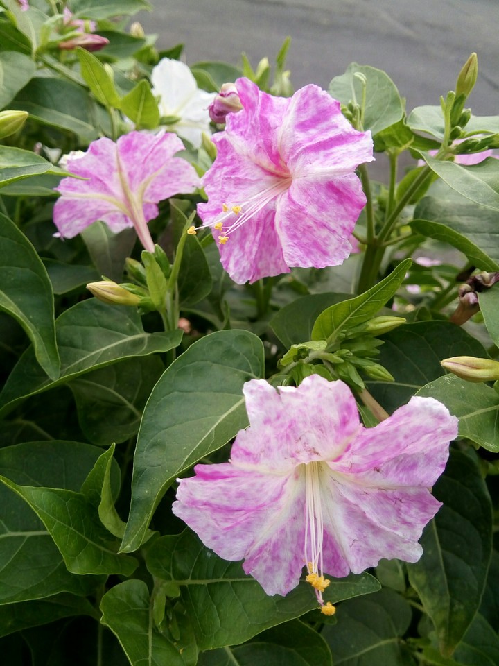 maravilla en rosa