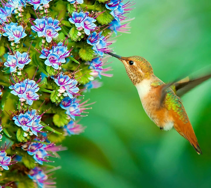 Bird