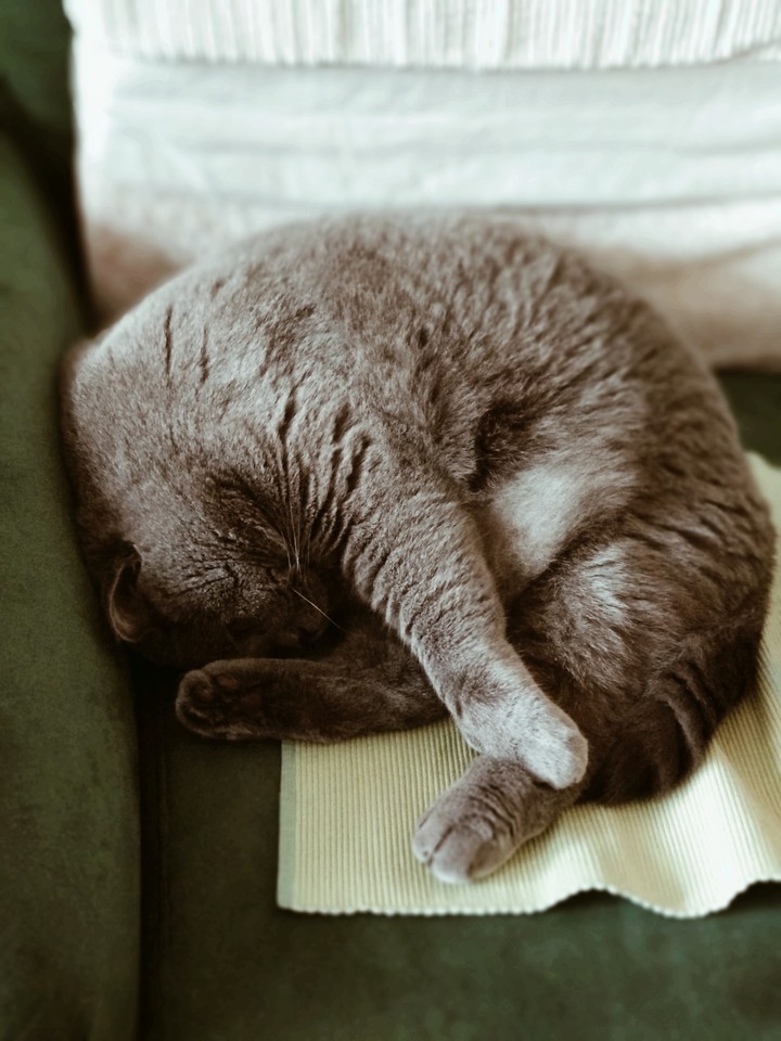 cat