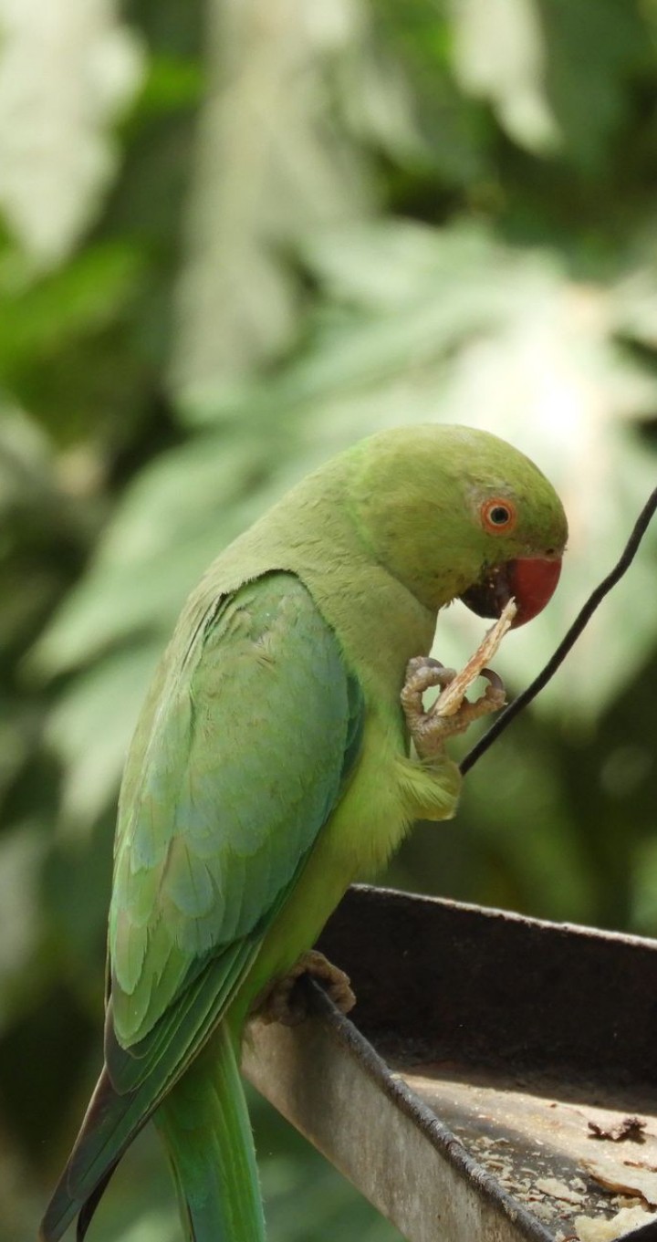 parrot