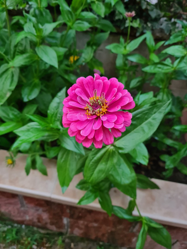 flower