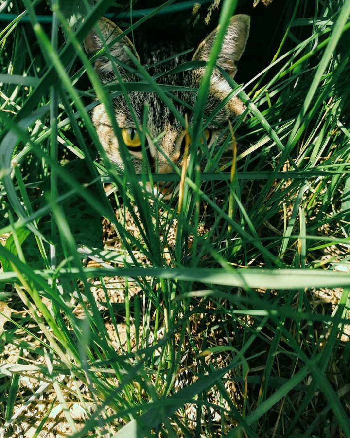 My cat