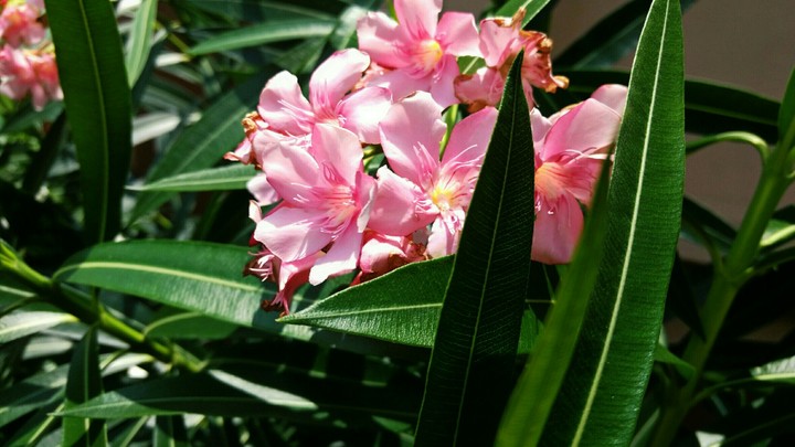 flower