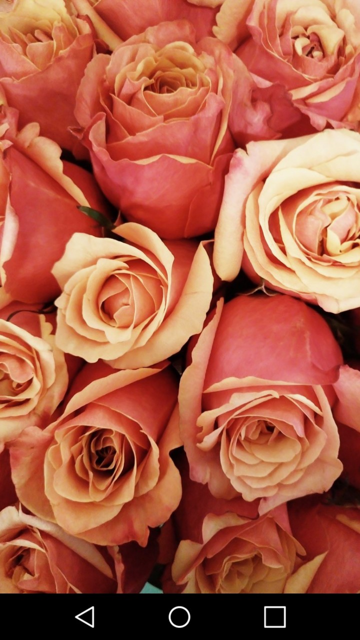 rose