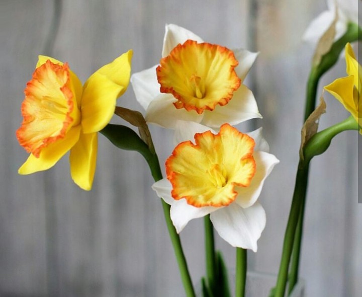 narcis
