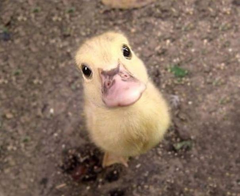 baby duck