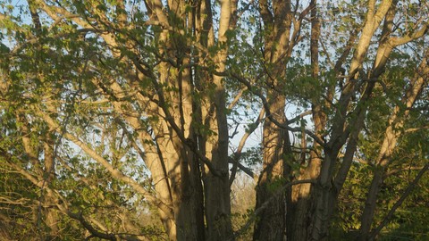 Through The Trees