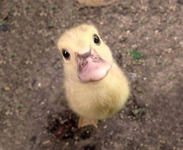 baby duck