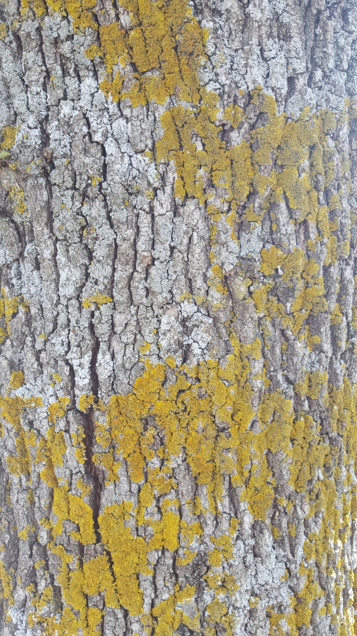 bark