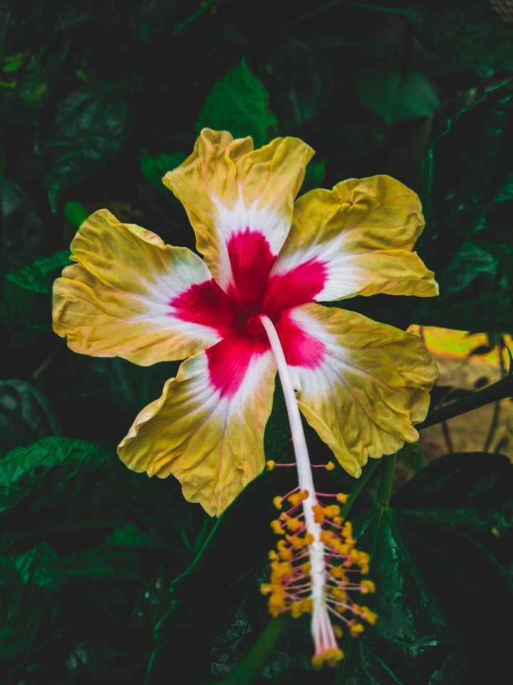 beautiful flower