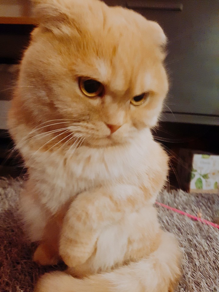 보리