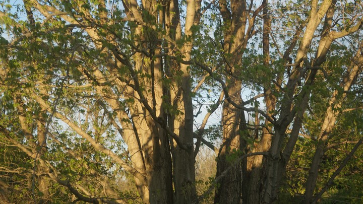 Through The Trees