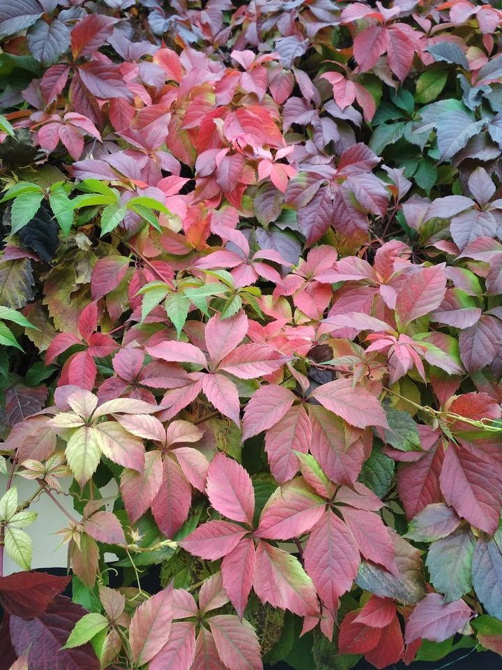 autumn leaves