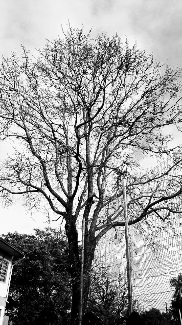 tree, árvore