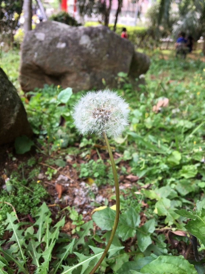 Dandelion