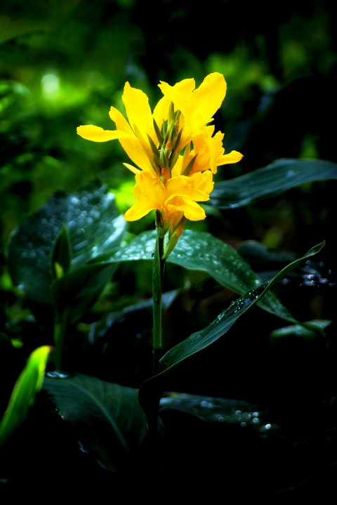 Colour of sun shine