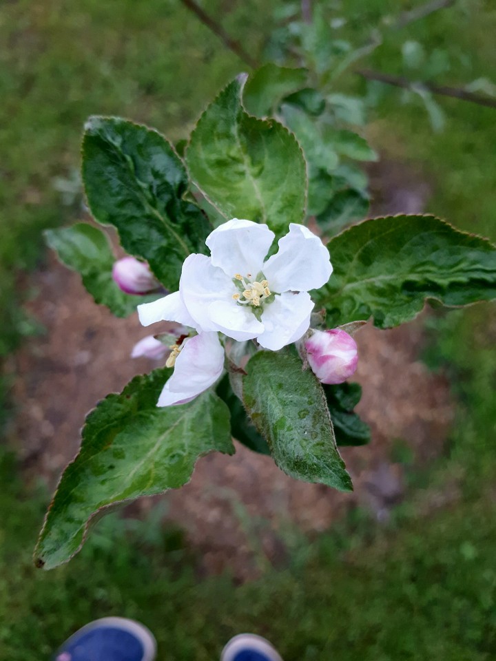 apple tree