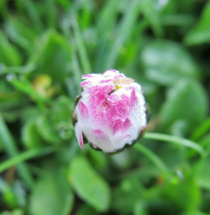 flora