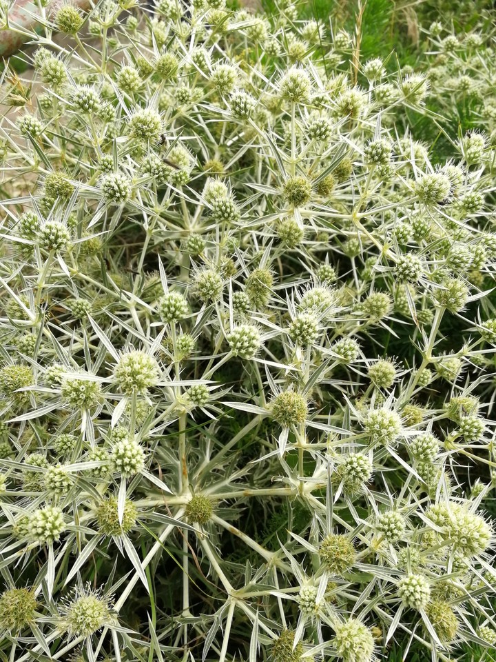 Spiky