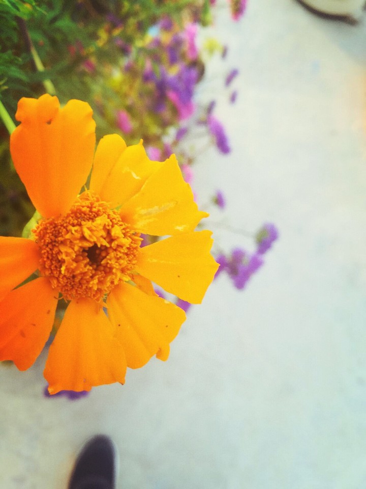 flowers çiçek yellow