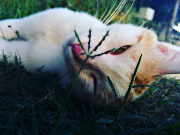 Blink Cat