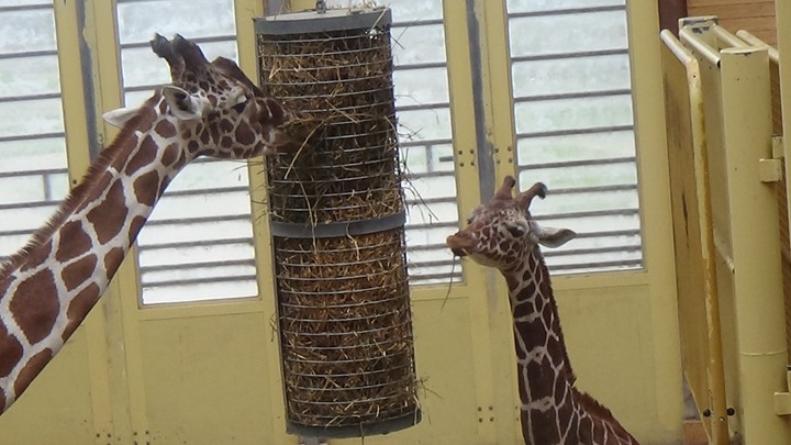 giraffes