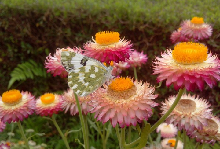 butterfly