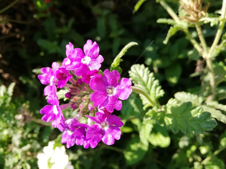 The beautiful flower