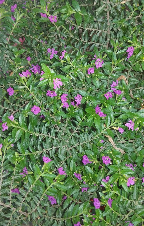 purple flower's