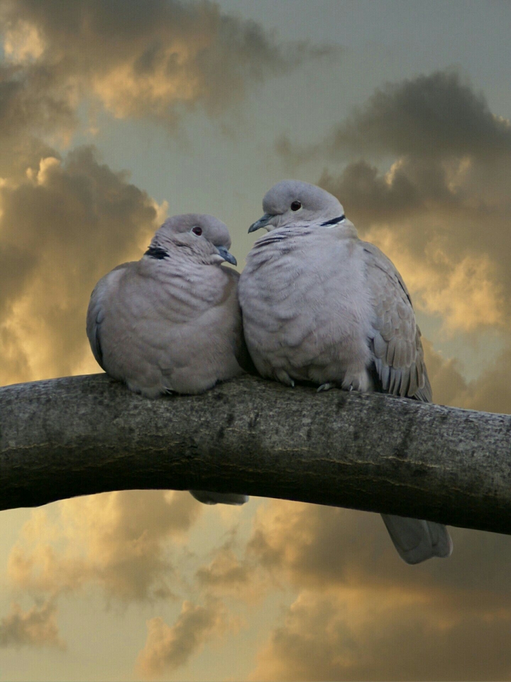 Love