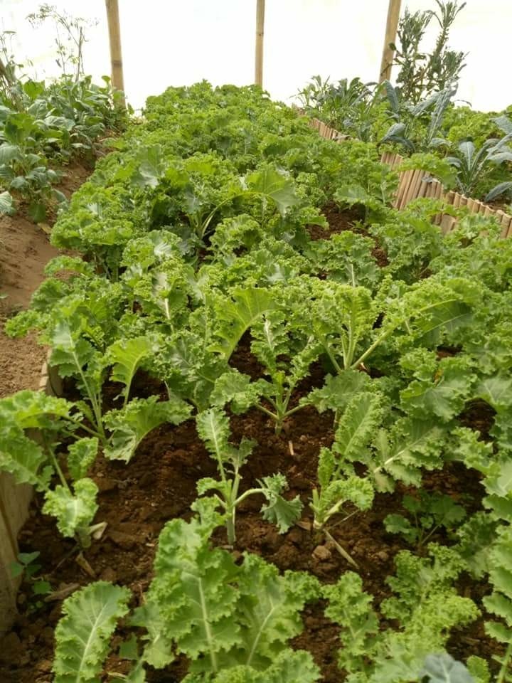 vegetable