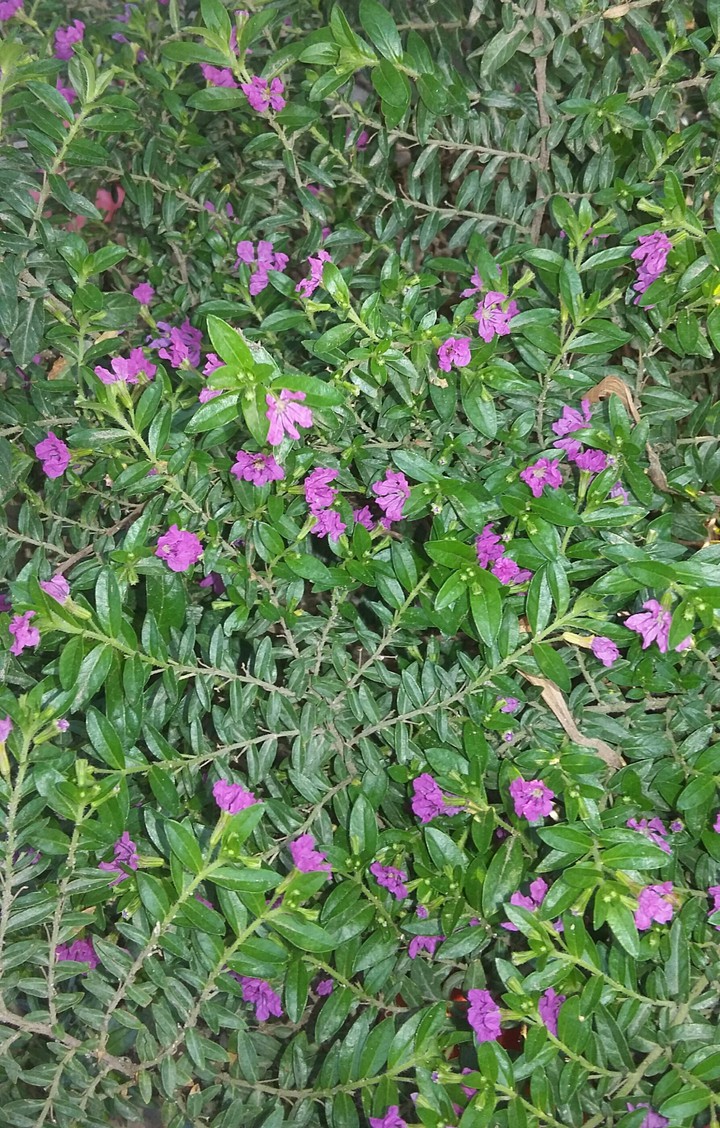 purple flower's