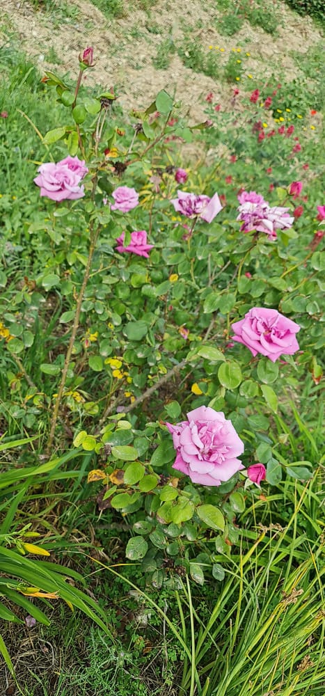 flora