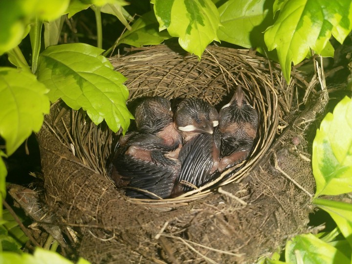 hatchlings