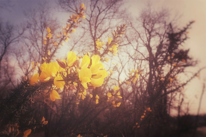 sunshine flowers