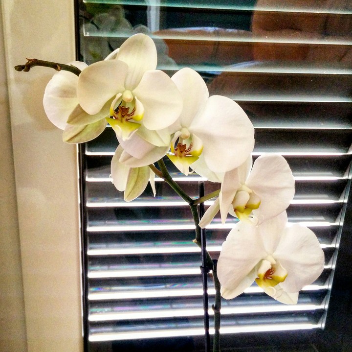la mia orchidea