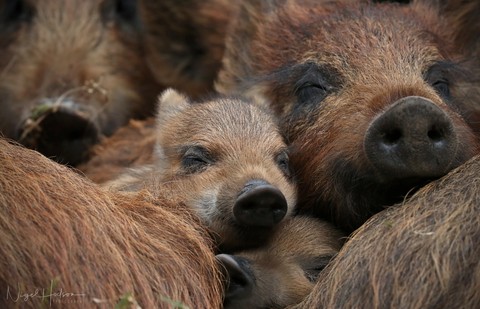 Boar, warthog duvar kağıtları
