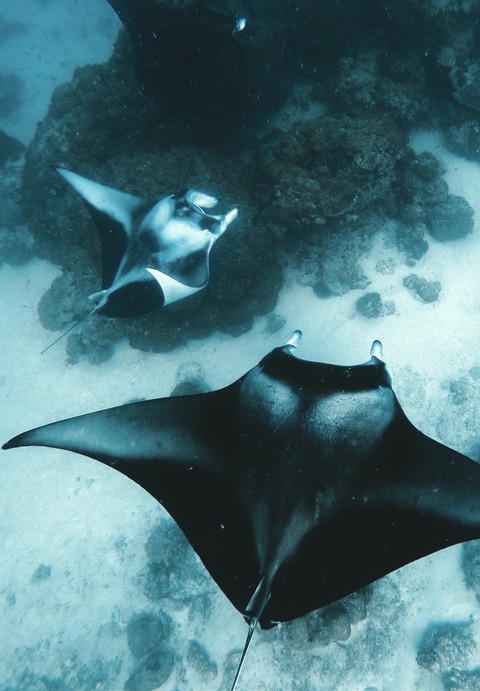 papéis de parede stingray, Fish
