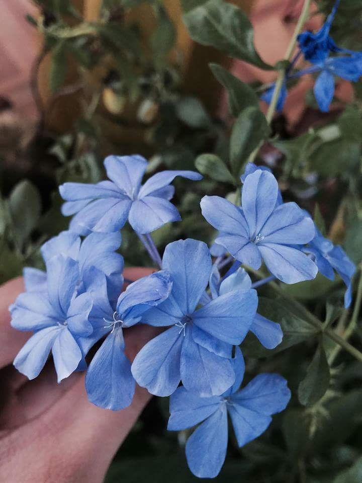 blue flowers