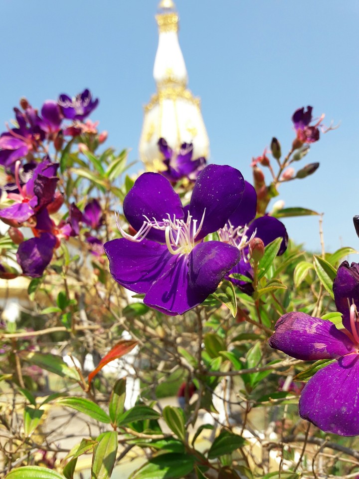 The purple flowers