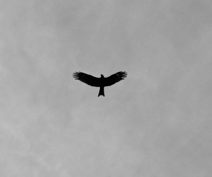 Kite in the sky