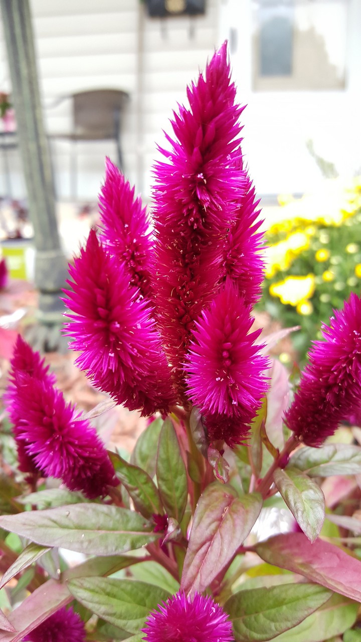 summer blooms