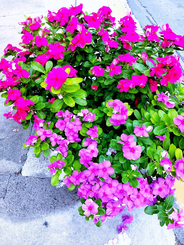 hermosas flores
