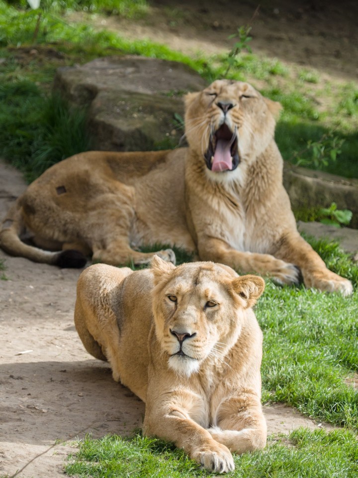 Lionesses