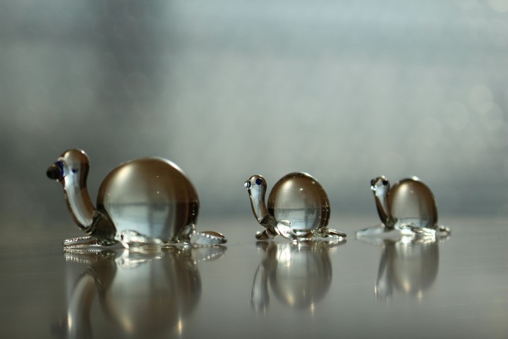 Crystal turtles