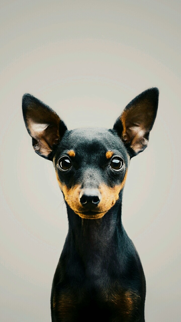 Doge Dog