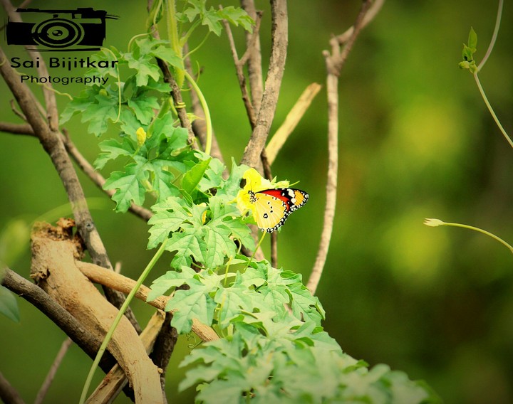 Sai Bijitkar Photography