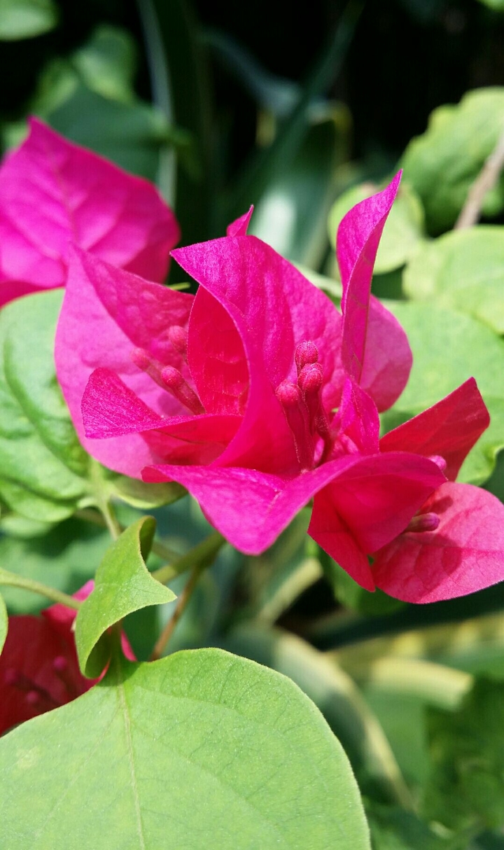 bougainvillea